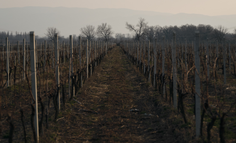 A long shot of a vineyard
Description automatically generated